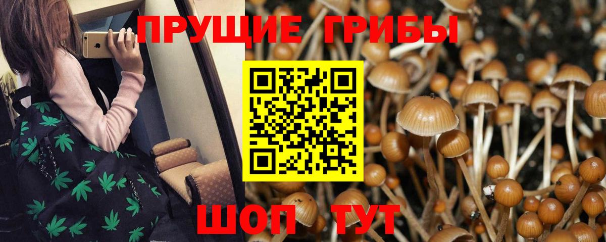 Волгодонск  Псилоцибиновые грибы Cubensis  Вход с VPN 